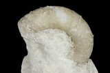 Mississipian Gastropod (Euomphalus) Fossil - Iowa #130282-2
